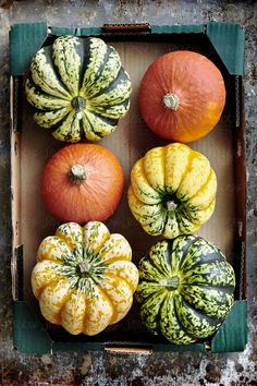 four different types of pumpkins in a box on the ground by luma studio for stocksy market