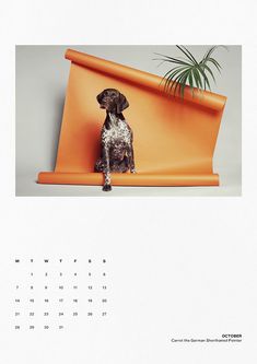 a dog sitting on top of an orange chair in front of a potted plant