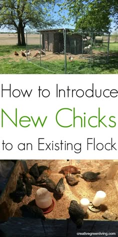 chickens in an enclosure with the text how to introduce new chicks to an existing flock