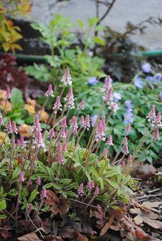 purple flowers are growing in the ground next to some leaves and other plants on the ground