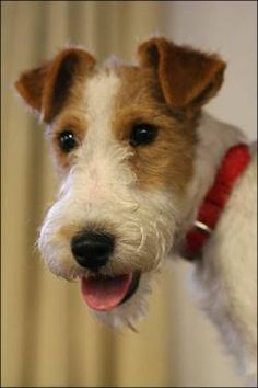 a white and brown dog with a red collar