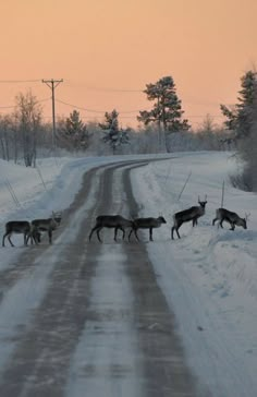 a herd of deer walking across a snow covered road