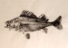 a black and white drawing of a fish on a piece of paper with watermarking