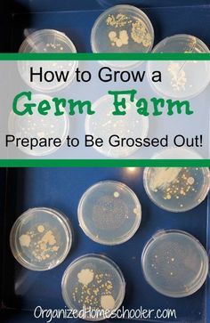 how to grow a germ farm prepare to be grossed out with this fun activity