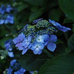 blue flowers with green leaves in the background