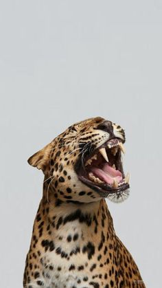 a cheetah with its mouth open and it's teeth wide open in front of the camera