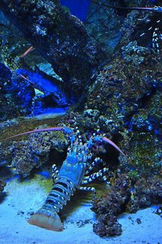 a large blue lobster sitting on top of a sandy ocean floor next to an aquarium