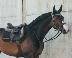 a brown and black horse standing in front of a wall with a saddle on it's back