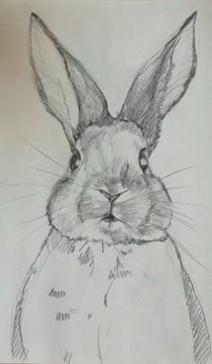 a pencil drawing of a rabbit's face