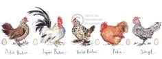 the chickens are lined up in a row on the white background with words written below them