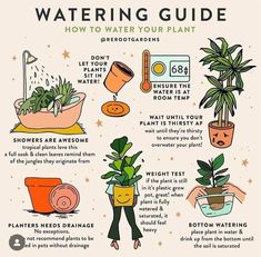 an illustrated guide to watering your plants