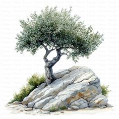 an olive tree growing on top of a rock