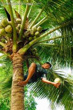 a man is climbing up a coconut tree