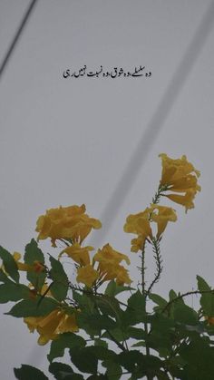 some yellow flowers with arabic writing in the background