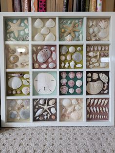 a shadow box filled with seashells and sand dollars