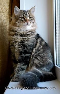 a cat sitting on top of a window sill next to a window pane