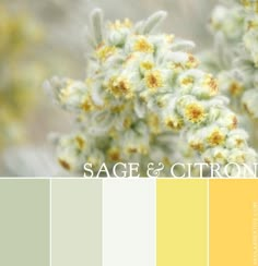 the color scheme for sage and citrona is yellow, gray, and white