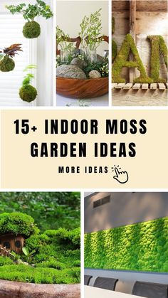 the top ten indoor moss garden ideas