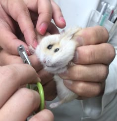 a person is holding a small hamster in their hands and it's being petted