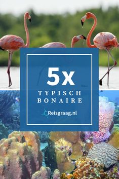 four flamingos standing on top of corals in the ocean with text overlay reading 5x typisch bonaire reisgra