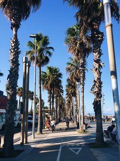 palm trees line the street as people walk by