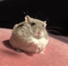 a small rodent sitting on top of a pink blanket