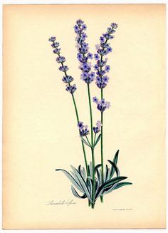 an illustration of lavender flowers on a white background