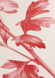 an image of red flowers on white paper