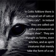 a close up of a cat's face with the caption in celtic folklore there is a magic set of cats or fairy cats