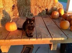 a black cat sitting on top of a wooden table next to pumpkins and hay bales