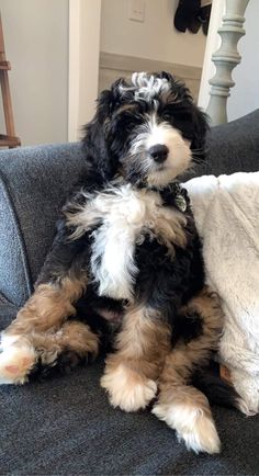 a black and white dog sitting on top of a gray couch next to a pillow