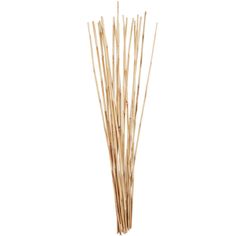 reeds are arranged in a vase on a white background