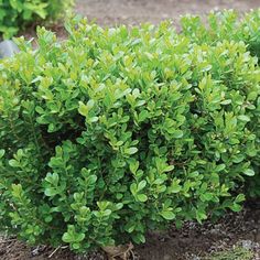 a bush with green leaves growing in the dirt