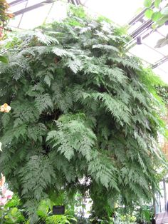 a large green tree inside of a greenhouse