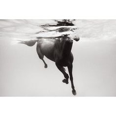 a horse is swimming in the water with it's head above the water surface