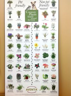 a poster on the wall displaying different types of plants