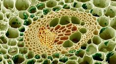 the inside of an animal's cell is shown in this close up photo,