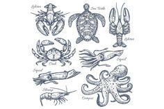 various sea animals and their names in black ink on white paper - miscellaneous objects illustrations