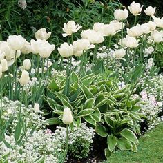 many white flowers are growing in the grass