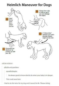 an image of dogs and their names on the page, which includes instructions for how to use