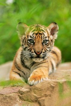 a small tiger cub laying down on top of a rock in front of green foliage