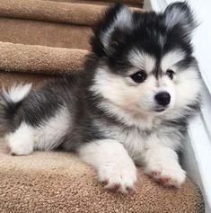 a small dog is sitting on the stairs