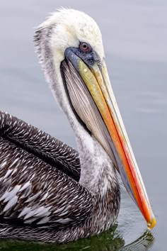 a pelican floating in the water with its beak open