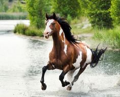 a brown and white horse is running through the water with it's front legs in the air