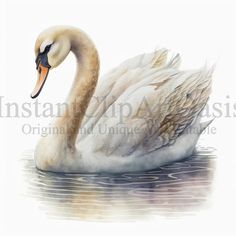 a watercolor painting of a swan swimming in the water with its head turned to the side