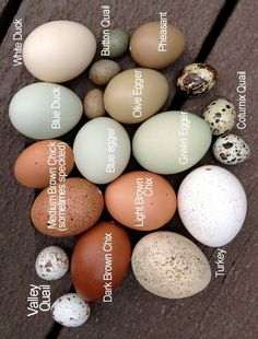 an image of eggs labeled in different languages