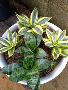 a potted plant with green and yellow leaves