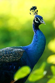 a blue peacock with a black and white head standing in front of some green leaves