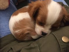 a small brown and white dog sleeping on top of a green bag