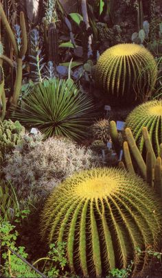 many different types of cactus plants in a garden